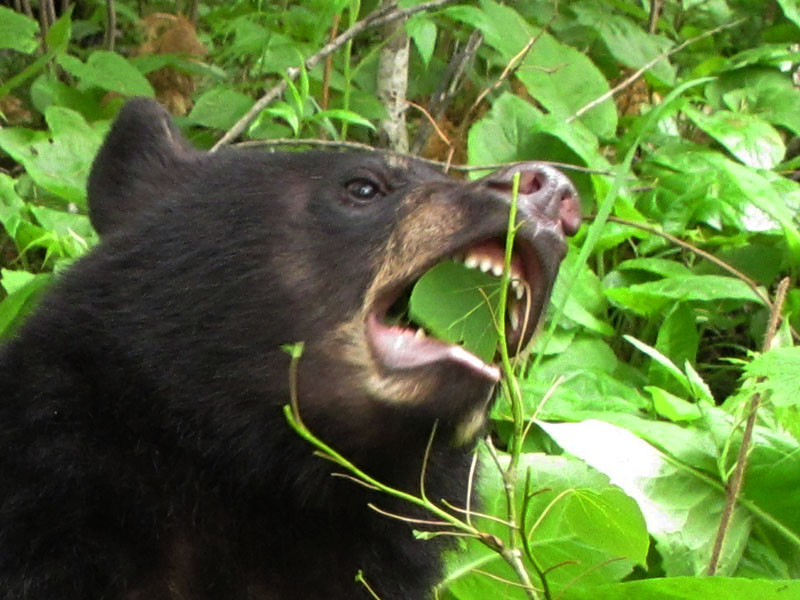 Aspen bites last leaf off branch - May 29, 2012