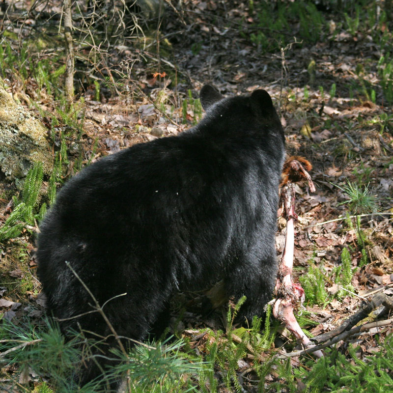Aspen runs off with deer leg - April 29, 2012