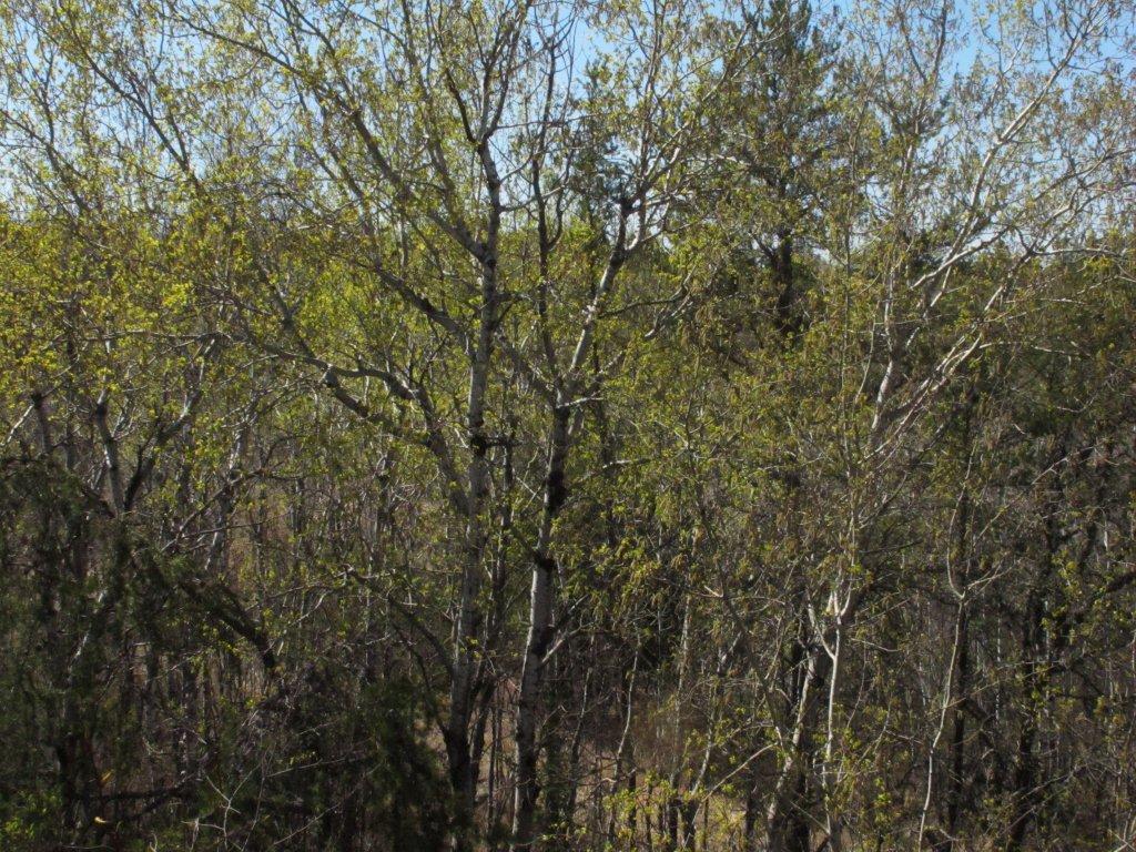 Aspens leafing out - April 28, 2012