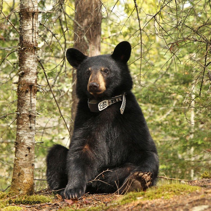Aster with her new collar - April 13, 2012