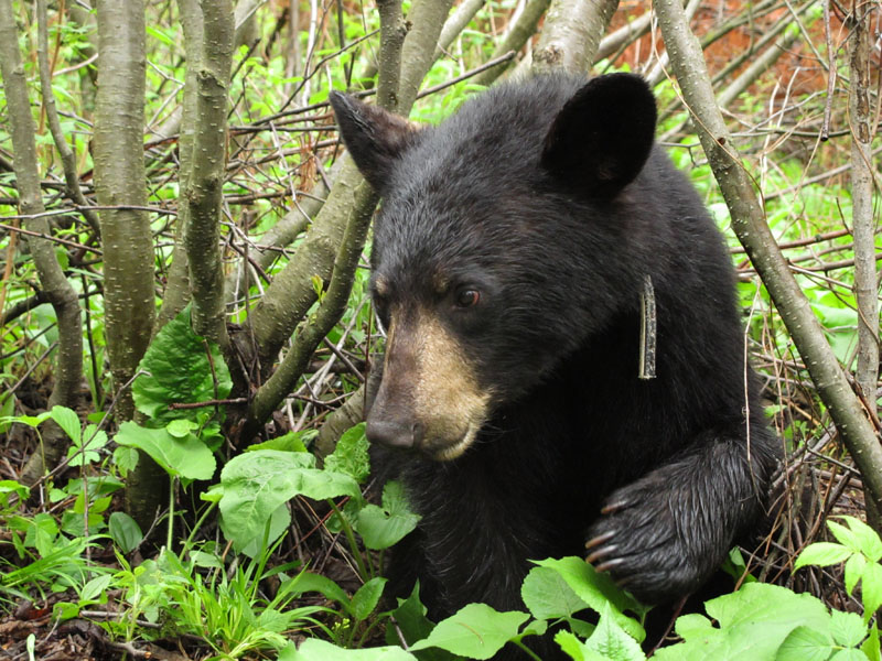 Aster - May 29, 2012