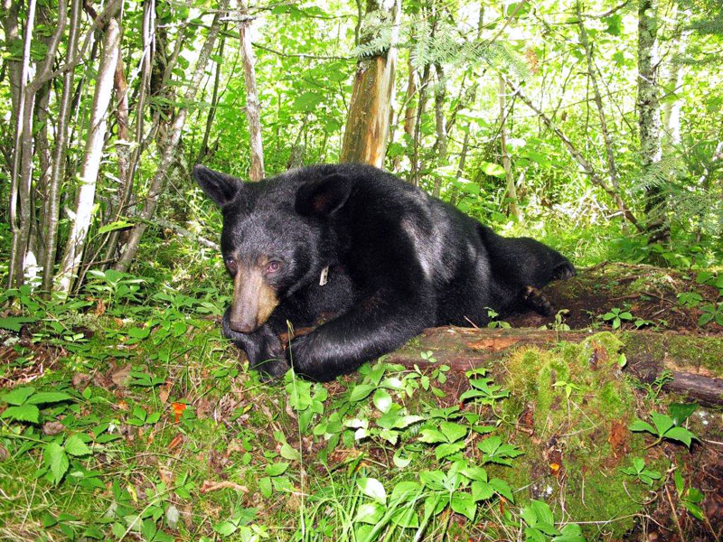 Aster bedded in cedar swamp - July 30, 2012