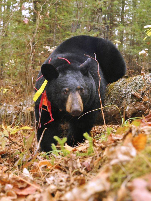 Aster approaches - Oct 14, 2012