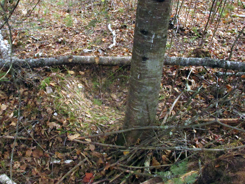 Aster's bed - Oct 14, 2012