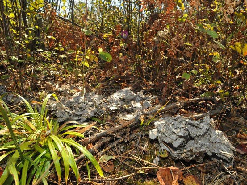 Bald-faced hornet nest remains - Sept 10, 2012