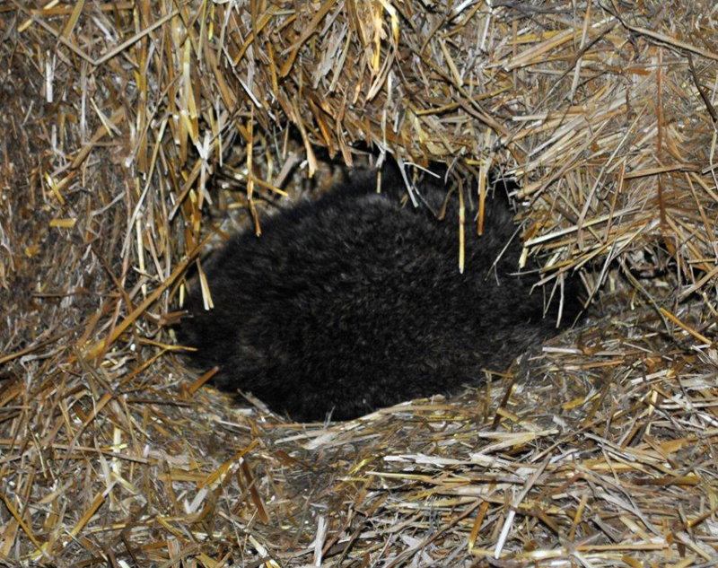 Bear_in_barn
