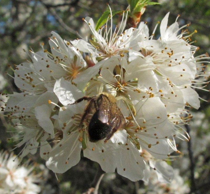 Bee_w_crab_spider_on_cherry_blossoms_-_20110526