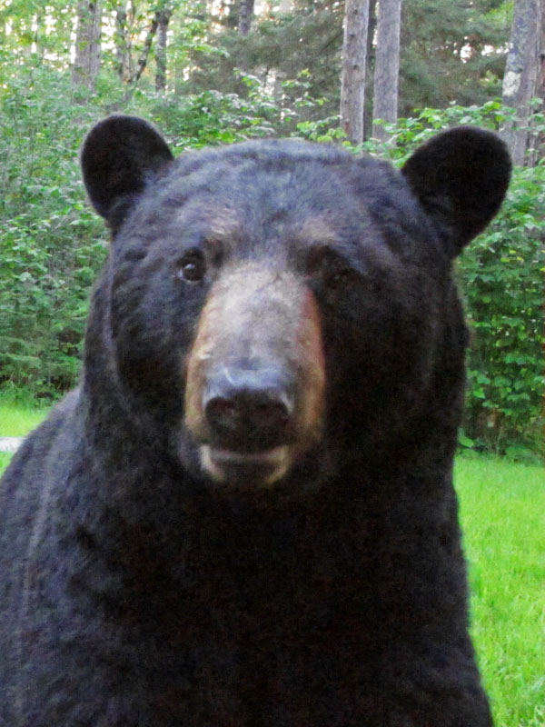 Big Harry - June 21, 2012