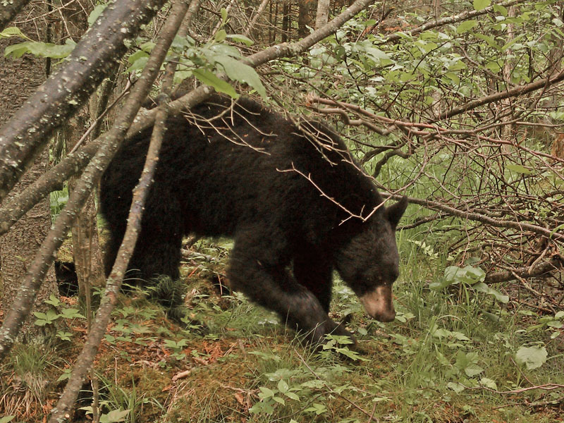 2-year-old Bill - June 6, 2012