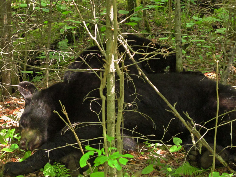 Bill and Sharon sleeping - June 7, 2012