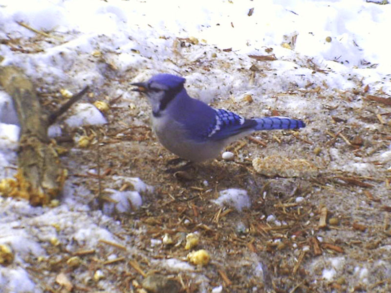 Blue Jay_20120215