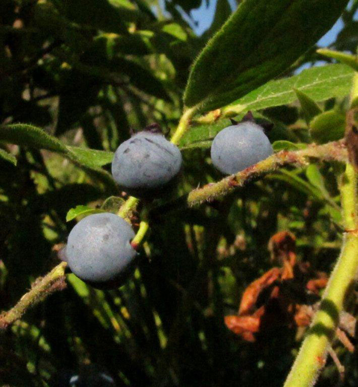 Blueberries - July 24, 2012