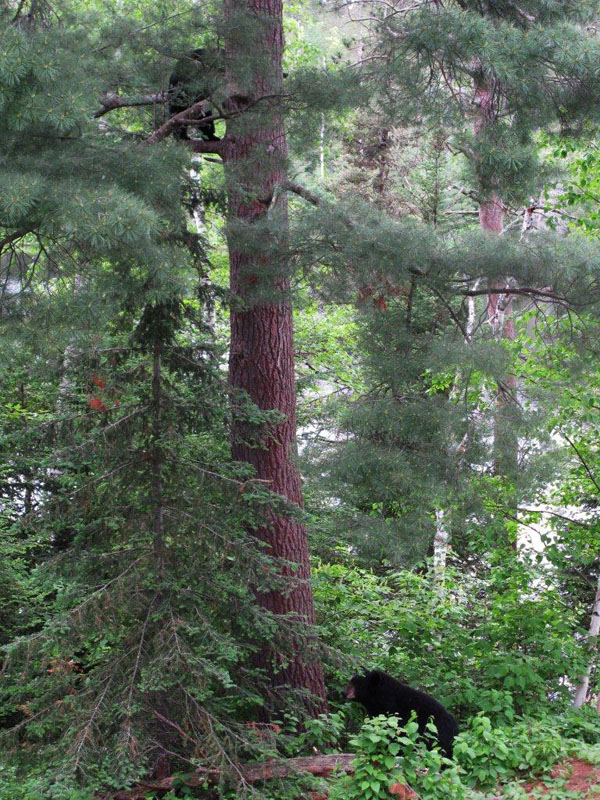 Bow_and_Loppy_-_20110613