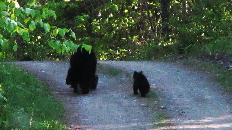 Bow_and_cubs_on_driveway_-_20110601