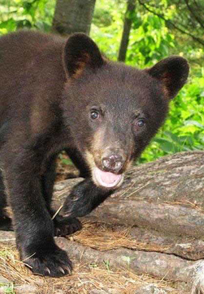 Bows_male_cub_6-24-11