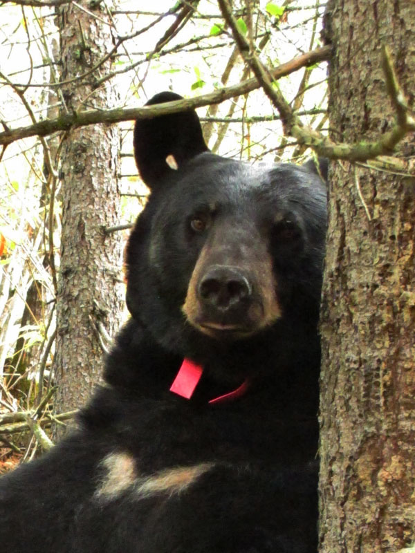 Braveheart -_20110923