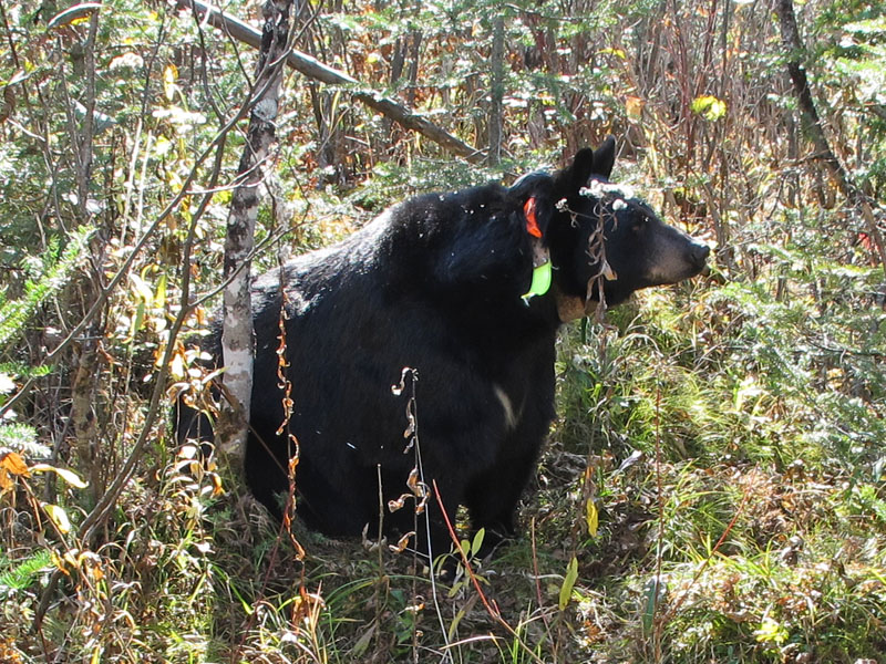 Braveheart -_20111004