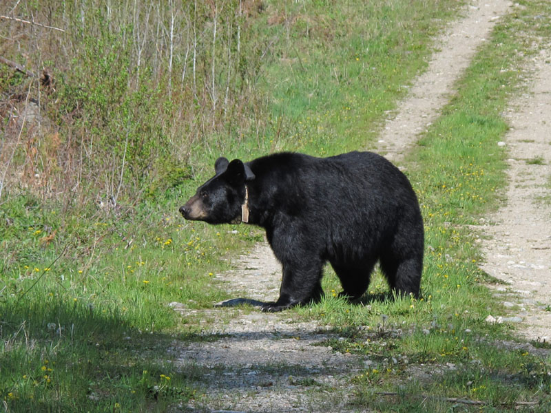Braveheart forages along a logging road - May 16, 2012