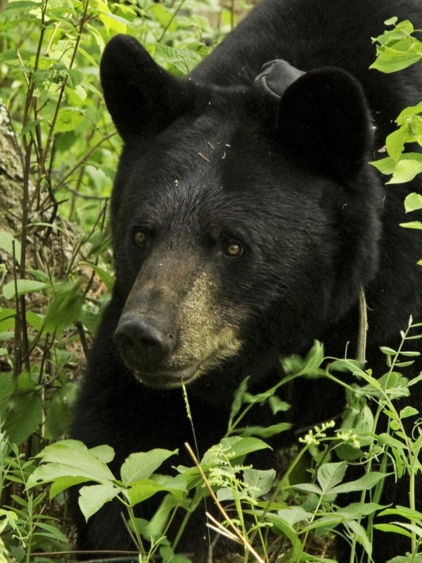 Braveheart - May 19, 2012