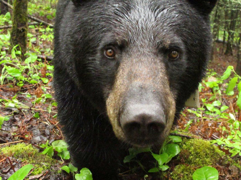 Braveheart - May 24, 2012