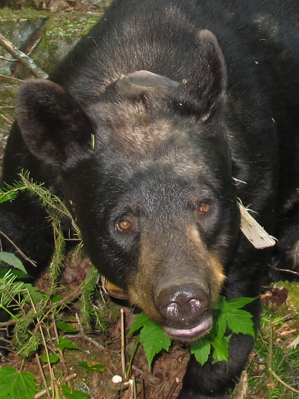 Braveheart in dappled light - July 10, 2012