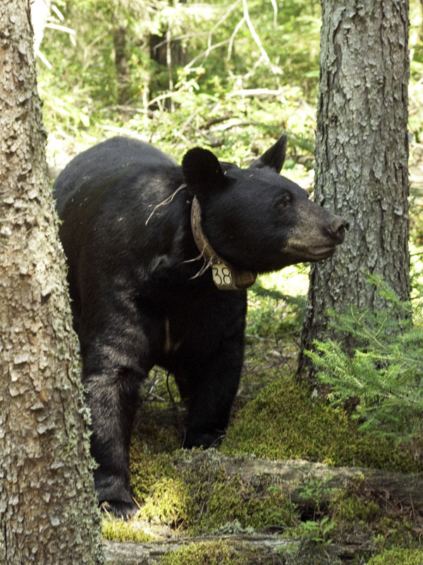 Braveheart approaching - July 24, 2012