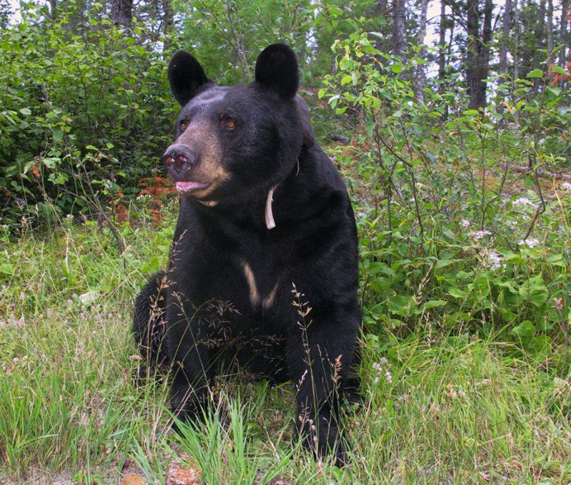 Braveheart - Aug 6, 2012