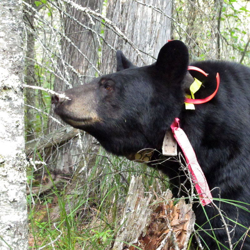 Braveheart - Sept 13, 2012