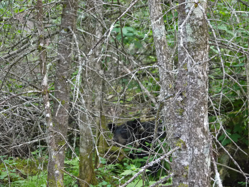 Braveheart rests - July 2, 2012