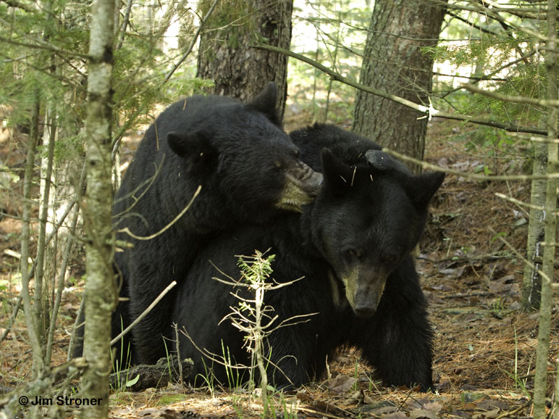 Braveheart and her mate - May 21, 2012