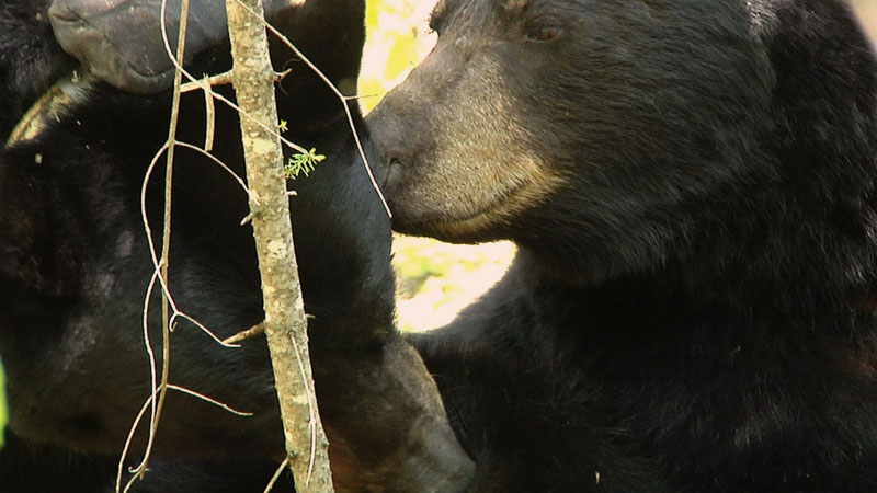 Braveheart and her mate - May 21, 2012