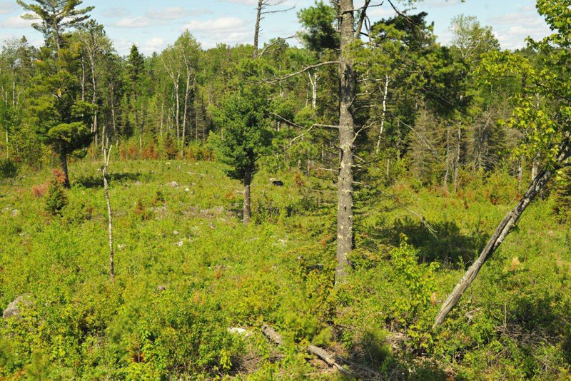 Braveheart in clearcut - May 25, 2012