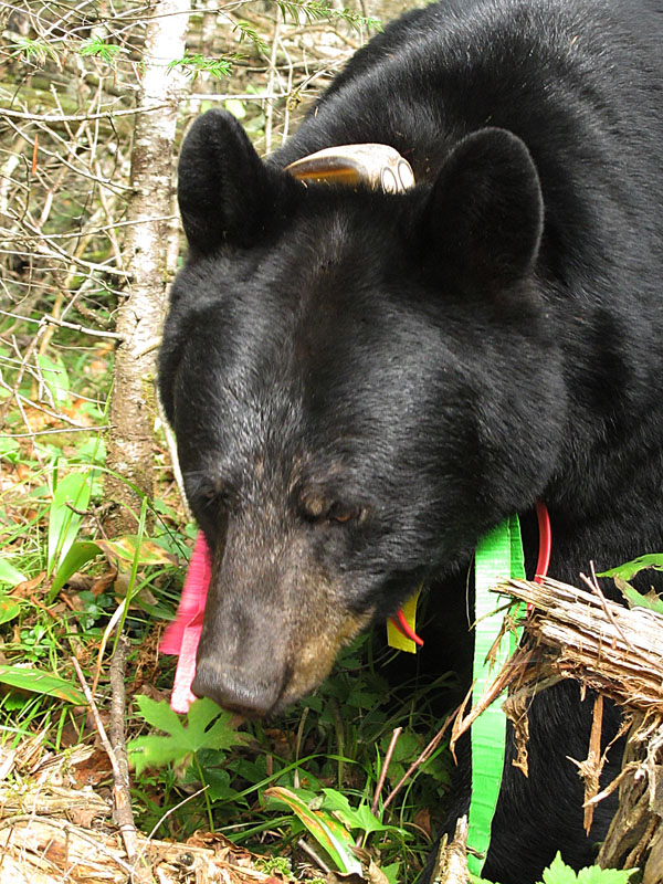 Braveheart with collar twisted - Sept 6, 2012