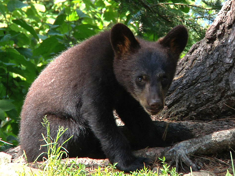 Braveheart_cub_-_20110628