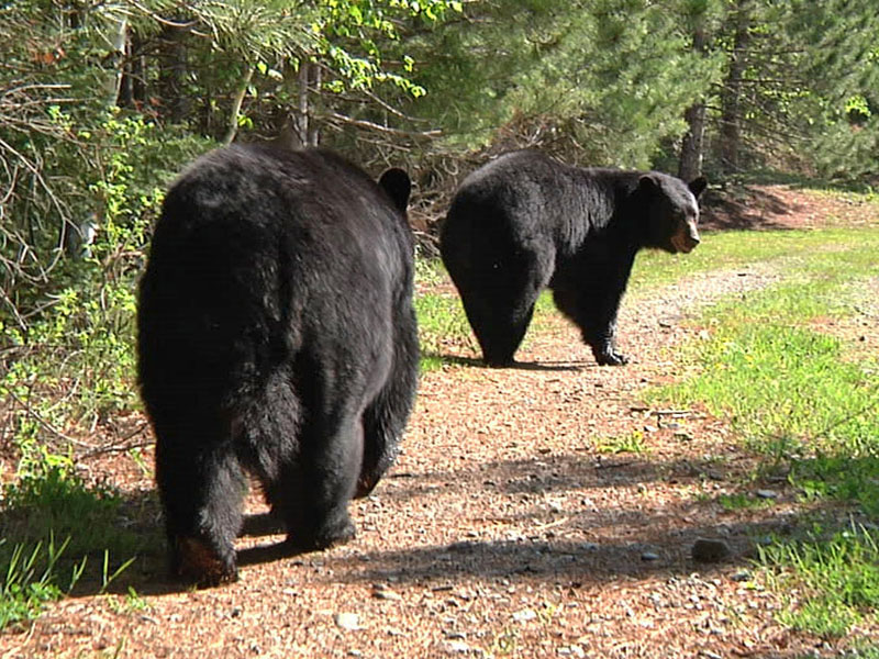 Braveheart follows her mate - May 21, 2012