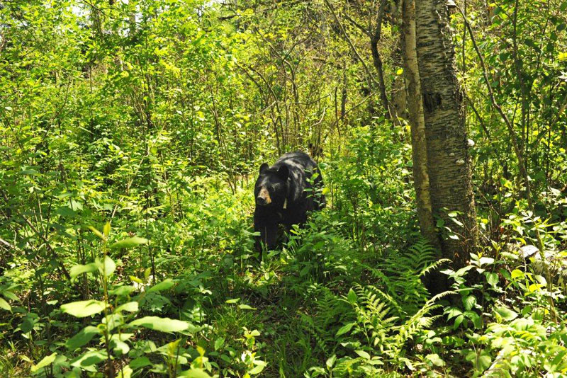 Braveheart in forest - May 25, 2012