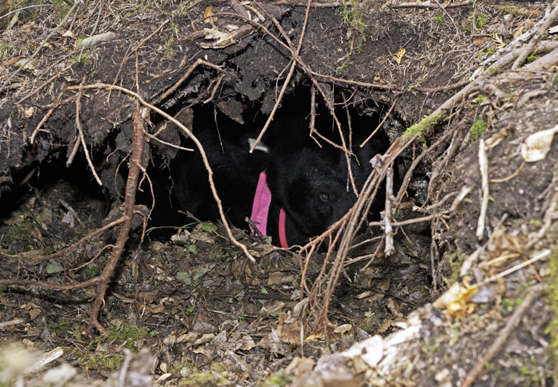 Braveheart in den - Sept 25, 2012