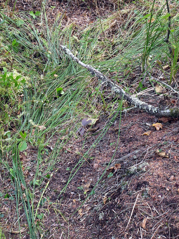 Sign of raking near den - Sept 13, 2012