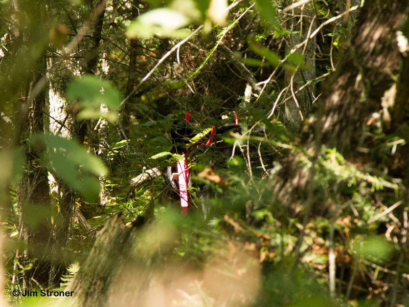 Braveheart's ribbons in the woods - Sept 2, 2012