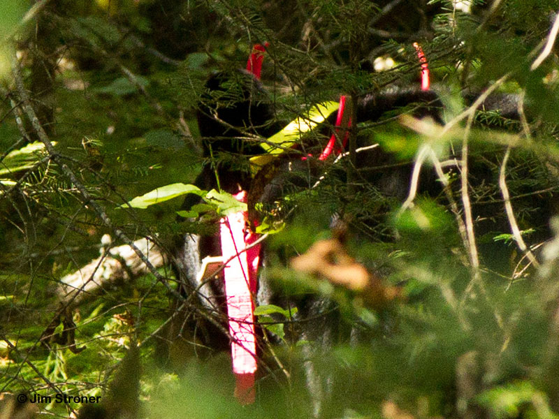 Close-up of Braveheart's ribbons in the woods - Sept 2, 2012