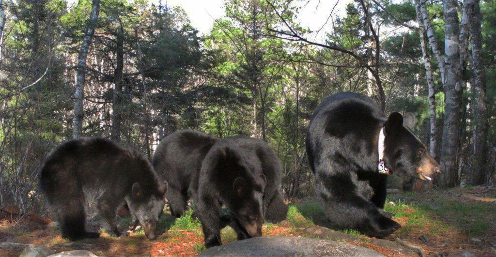 Braveheart and her yearlings - April 23, 2012