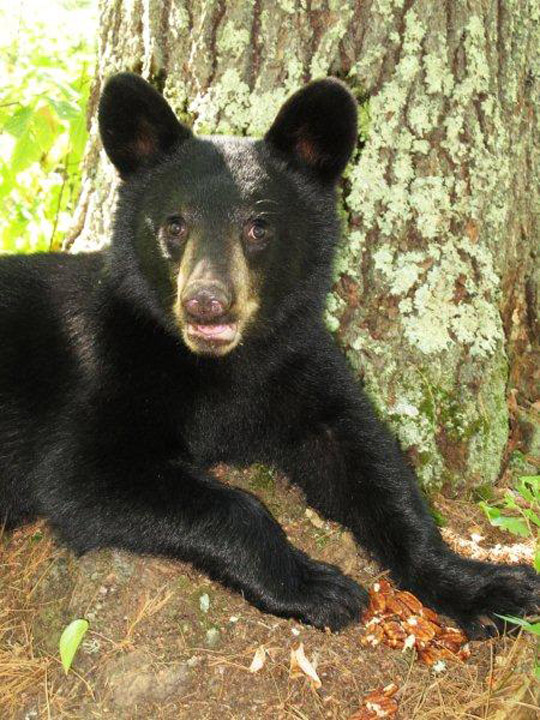 Bravehearts_female_cub_20110822