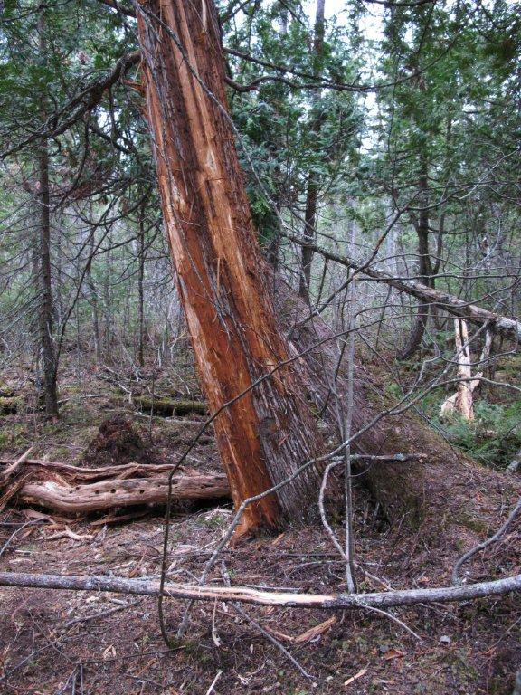 Cedar tree stripped of bark for bedding near Braveheart's den - March 20, 2012