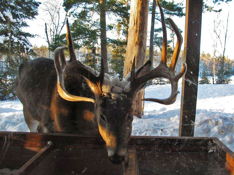 Buck_at_window_12-13-10_adj