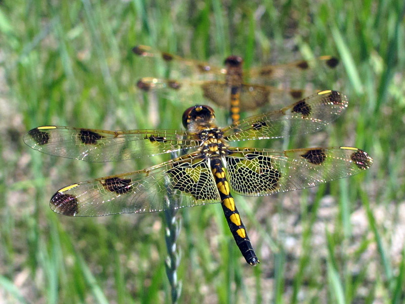 Calico Pennant - June 25, 2012