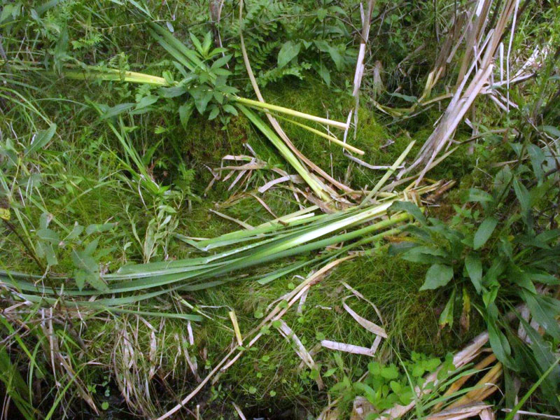 Cattails fed on by bears - July 30, 2012