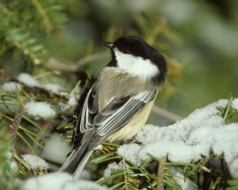 Chickadee