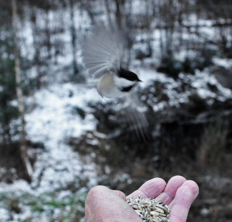 Chickadee flying to Lynn's hand - Oct 25, 2012