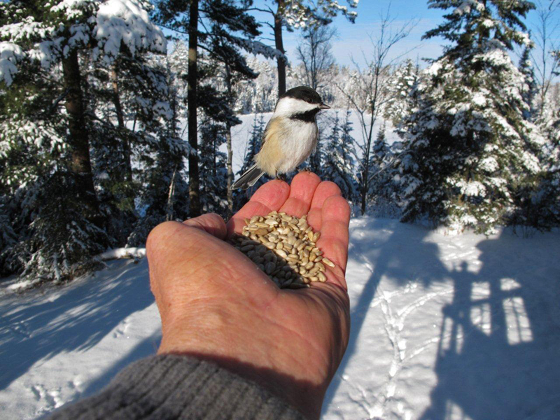 Chickadee_on_Lynn_hand