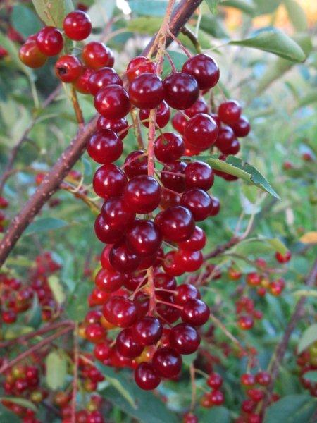 Chokecherries_8-10-11